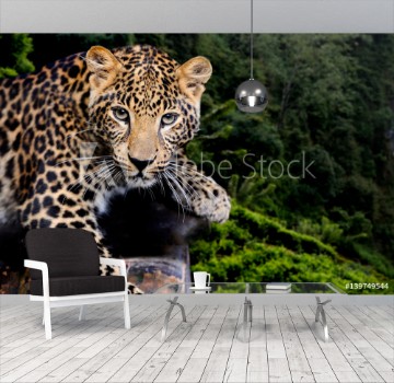 Picture of Leopard in nature